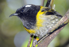Stitch bird 103035.jpg